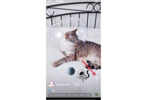 Instagram Reels (Photo Credits: Sangoruka Cats)